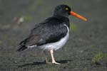 Magellanic Oystercatcher