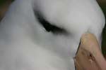 Black-Browed Albatross