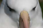 Black-Browed Albatross