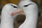 Black-Browed Albatross