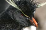 Rockhopper Penguin