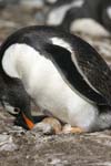 Gentoo Penguin