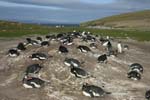 Gentoo Penguin Colony