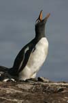 Gentoo Penguin