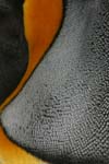 King Penguin Detail