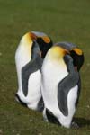 King Penguins
