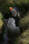 Rockhopper Penguin