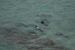 Commersons Dolphins