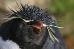 Rockhopper Penguin