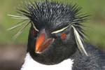 Rockhopper Penguin