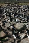 Rockhopper Penguin Colony