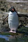 Rockhopper Penguin