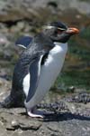 Rockhopper Penguin