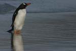 Gentoo Penguin
