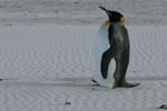 King Penguin