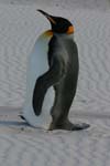 King Penguin