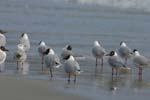 Brown-Hooded Gulls