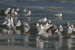 Brown-Hooded Gulls