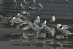 Brown-Hooded Gulls