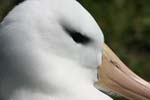 Black-Browed Albatross