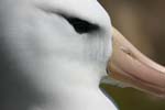 Black-Browed Albatross