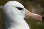 Black-Browed Albatross