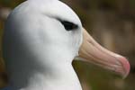 Black-Browed Albatross
