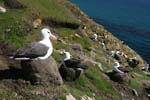 Black-Browed Albatross Colony