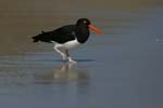 Magellanic Oystercatcher