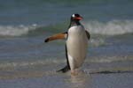 Gentoo Penguin