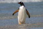 Gentoo Penguin