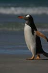 Gentoo Penguin