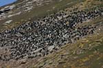 Rockhopper Penguin Colony