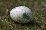 Rockhopper Penguin Egg