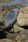 Black-Crowned Night Heron