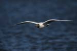 Brown-Hooded Gull