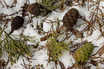 Giant Sequoia Pinecones