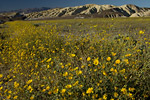 Wildflowers