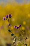 Wildflowers