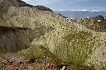 Golden Canyon Landscape