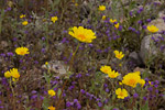 Wildflowers