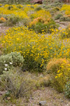 Wildflowers