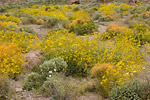 Wildflowers