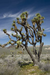 Joshua Tree