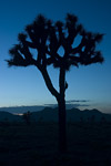 Joshua Tree