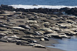 Elephant Seals
