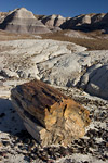 Petrified Log in Blue Mesa