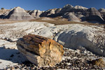 Petrified Log in Blue Mesa