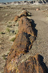 Petrified Log