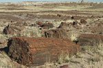 Petrified Logs